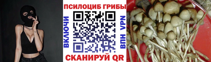 Псилоцибиновые грибы Cubensis  магазин    Ревда 